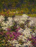 White Phlox